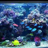 (Category: ) located in . Submitted by gadgetsgoldbag (Listing ID 1346970837, Image 1). Description: .