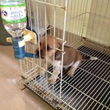(Category: ) located in . Submitted by lyonnechow (Listing ID 1467612514, Image 1). Description: .