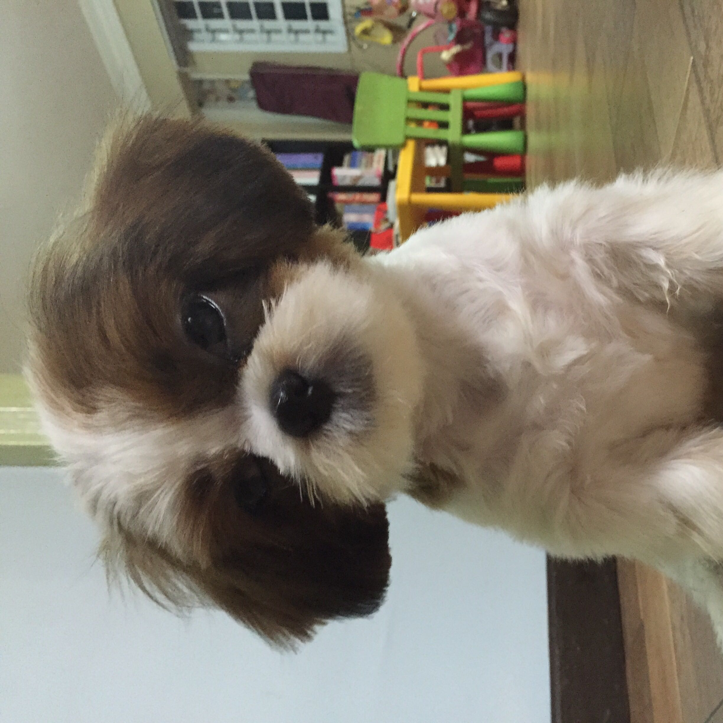 (Category: ) located in . Submitted by 03siewying (Listing ID 1384788636, Image 1). Description: .