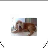 (Category: ) located in . Submitted by alibaba1987 (Listing ID 1369374725, Image 1). Description: .