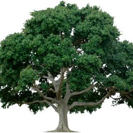 (Category: ) located in . Submitted by firstwoodtrading (Listing ID 1384647083, Image 1). Description: .