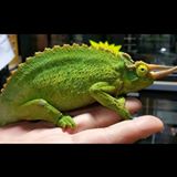（分類：）位於 。 由 fendichen 提交（商品編號 1308616636，圖片 1）。簡介： 。