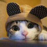 (Category: ) located in . Submitted by lemonbones (Listing ID 1363780147, Image 1). Description: .
