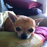 （分類：）位於 。 由 yeeeo 提交（商品編號 1065618282，圖片 1）。簡介： 。