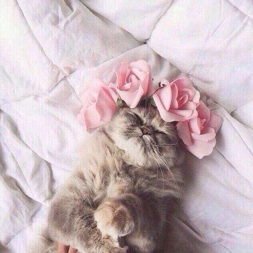 (Category: ) located in . Submitted by meowz (Listing ID 1180267806, Image 1). Description: .