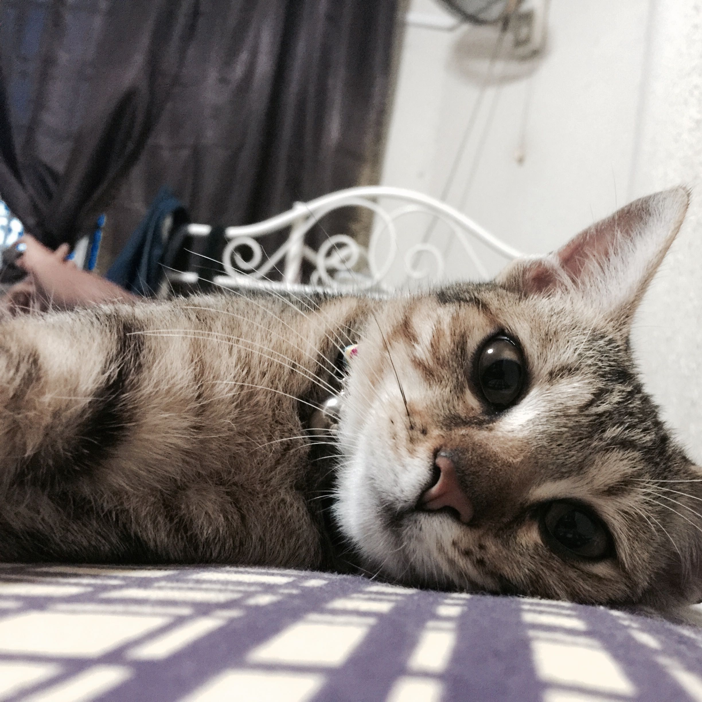 (Category: ) located in . Submitted by hafiz.muhd.79 (Listing ID 1377906564, Image 1). Description: .