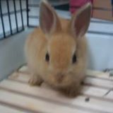 (Category: ) located in . Submitted by xiao.mai (Listing ID 1325522836, Image 1). Description: .