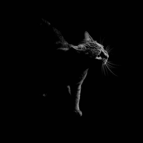 (Category: ) located in . Submitted by pawleyyy (Listing ID 1377923513, Image 1). Description: .