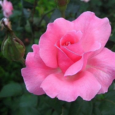 (Category: ) located in . Submitted by peonylady (Listing ID 1379003833, Image 1). Description: .