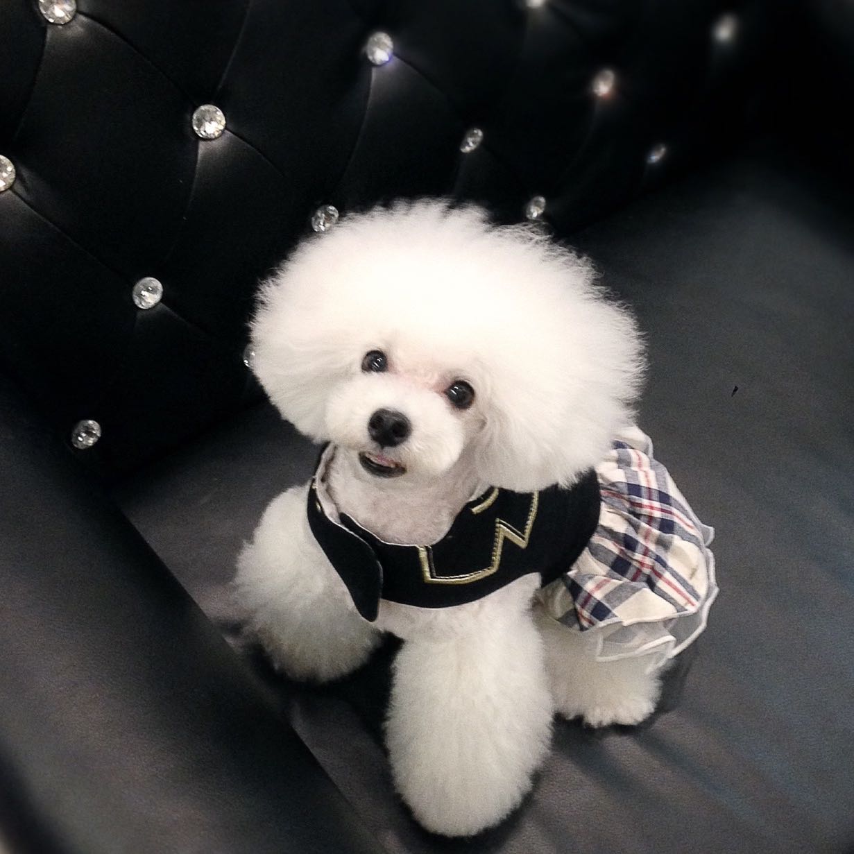 由 bichonfrise (刊登 ID 1363384930，圖片 1) 提交，位於 的 (類別：)，說明：。