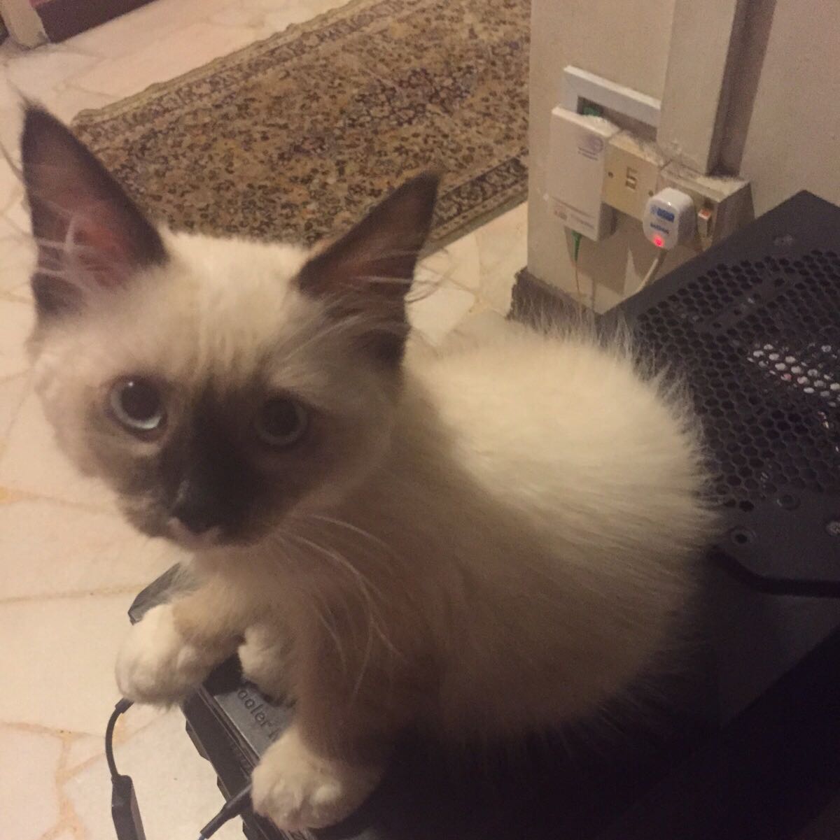 Avatar
