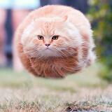 (Category: ) located in . Submitted by furryball (Listing ID 1319284847, Image 1). Description: .