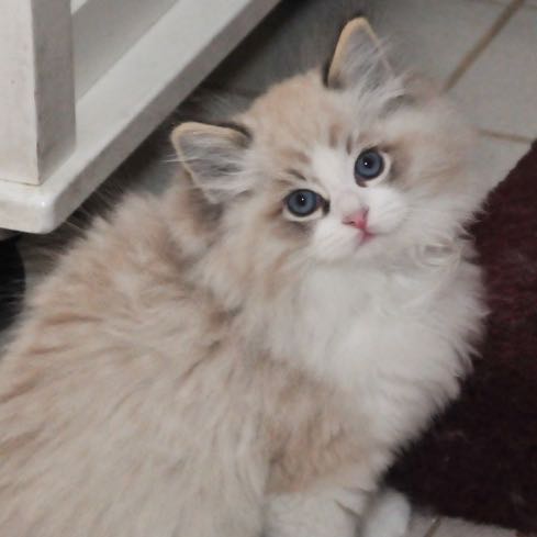 (Category: ) located in . Submitted by 09ragdoll (Listing ID 1292851792, Image 1). Description: .