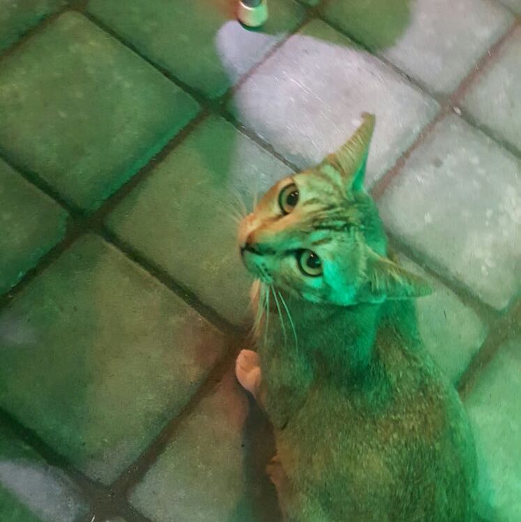 Avatar