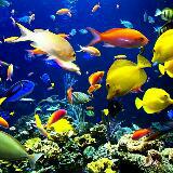 (Category: ) located in . Submitted by clearaqua (Listing ID 1063885257, Image 1). Description: .