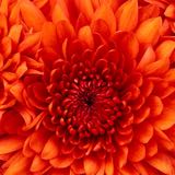 （分類：）位於 。 由 cornflakez 提交（商品編號 1383035695，圖片 1）。簡介： 。