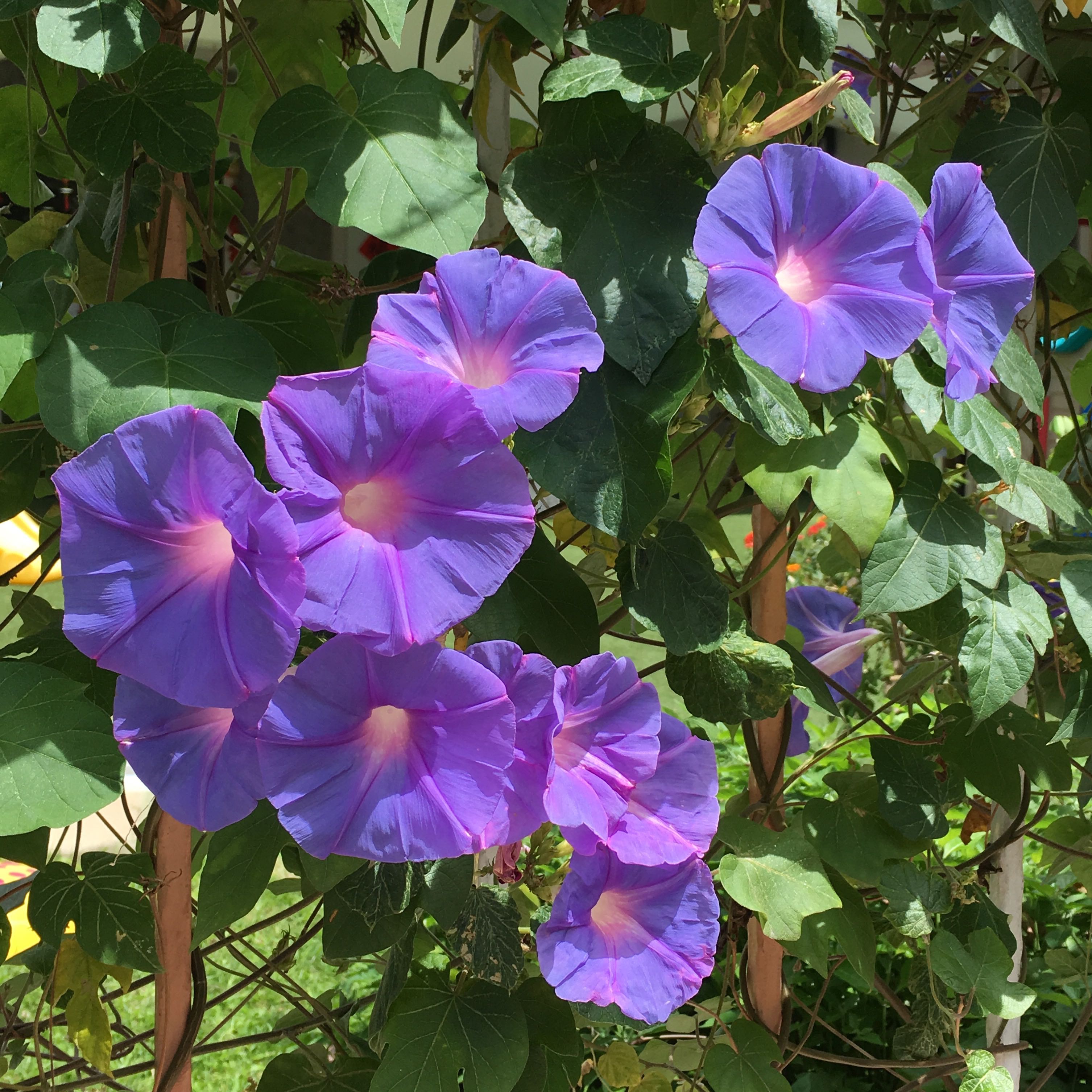 (Category: ) located in . Submitted by letsjustgo (Listing ID 45081958, Image 1). Description: .