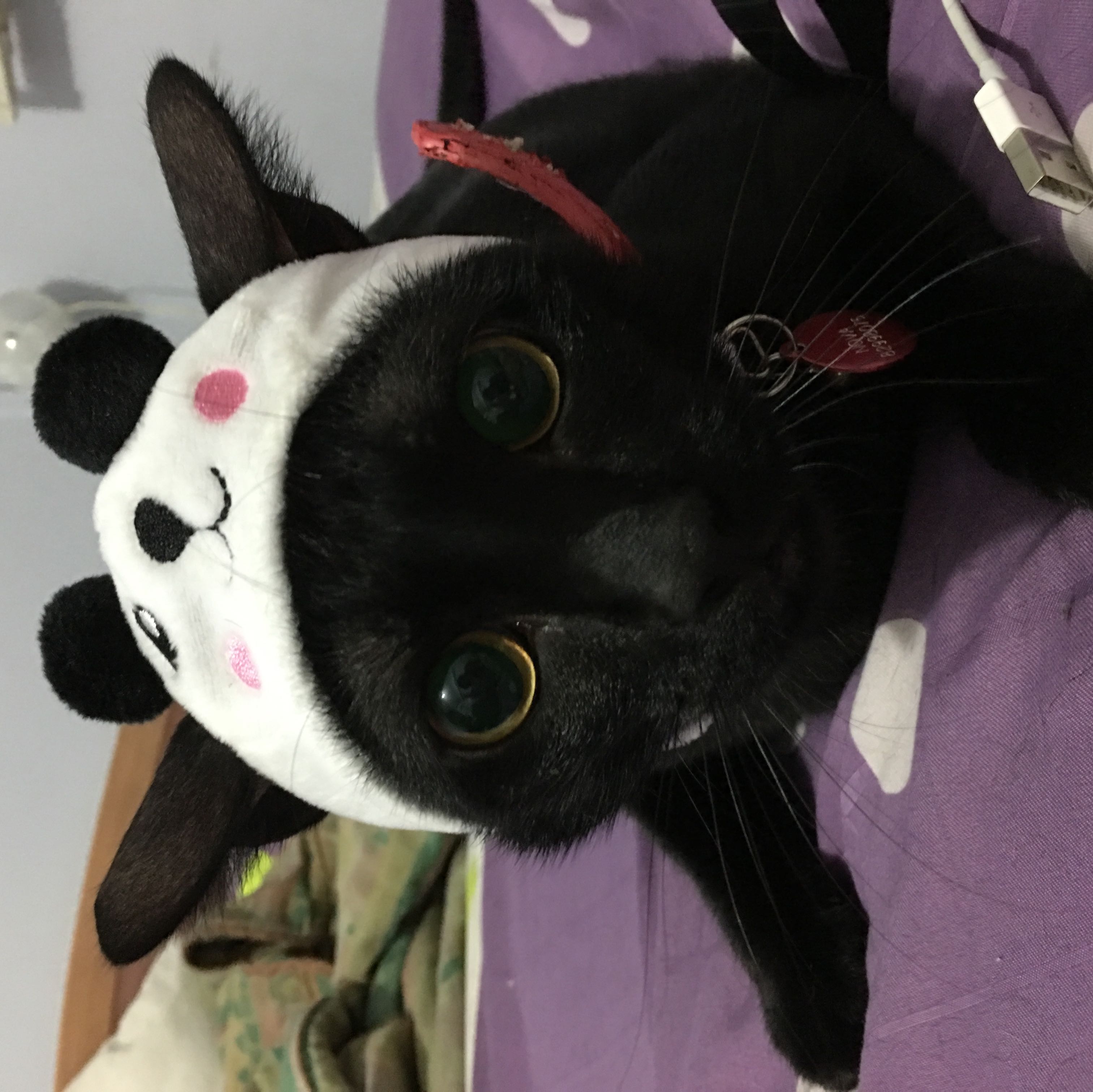 (Category: ) located in . Submitted by cuddlesyap (Listing ID 1328184476, Image 1). Description: .