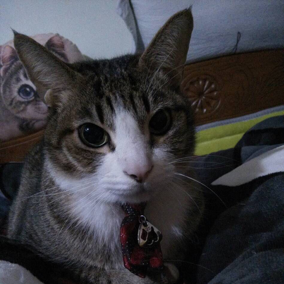 Avatar