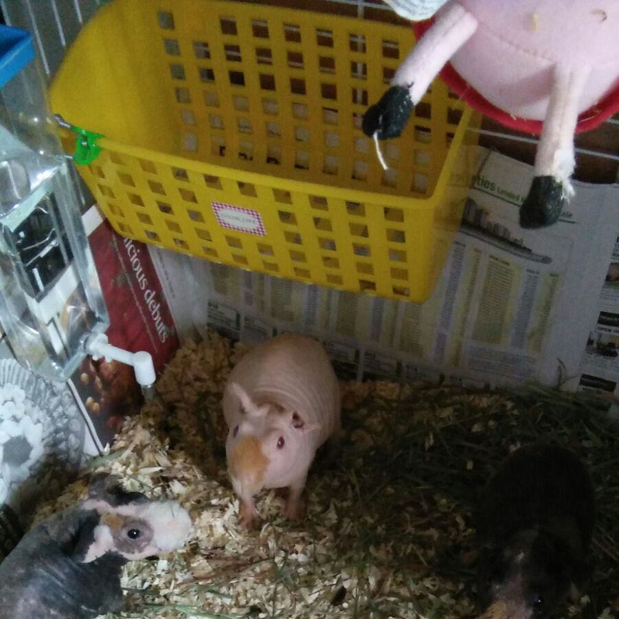 (Category: ) located in . Submitted by originman (Listing ID 1462732563, Image 1). Description: .