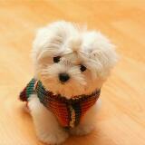 (Category: ) located in . Submitted by bluedc (Listing ID 1379970733, Image 1). Description: .