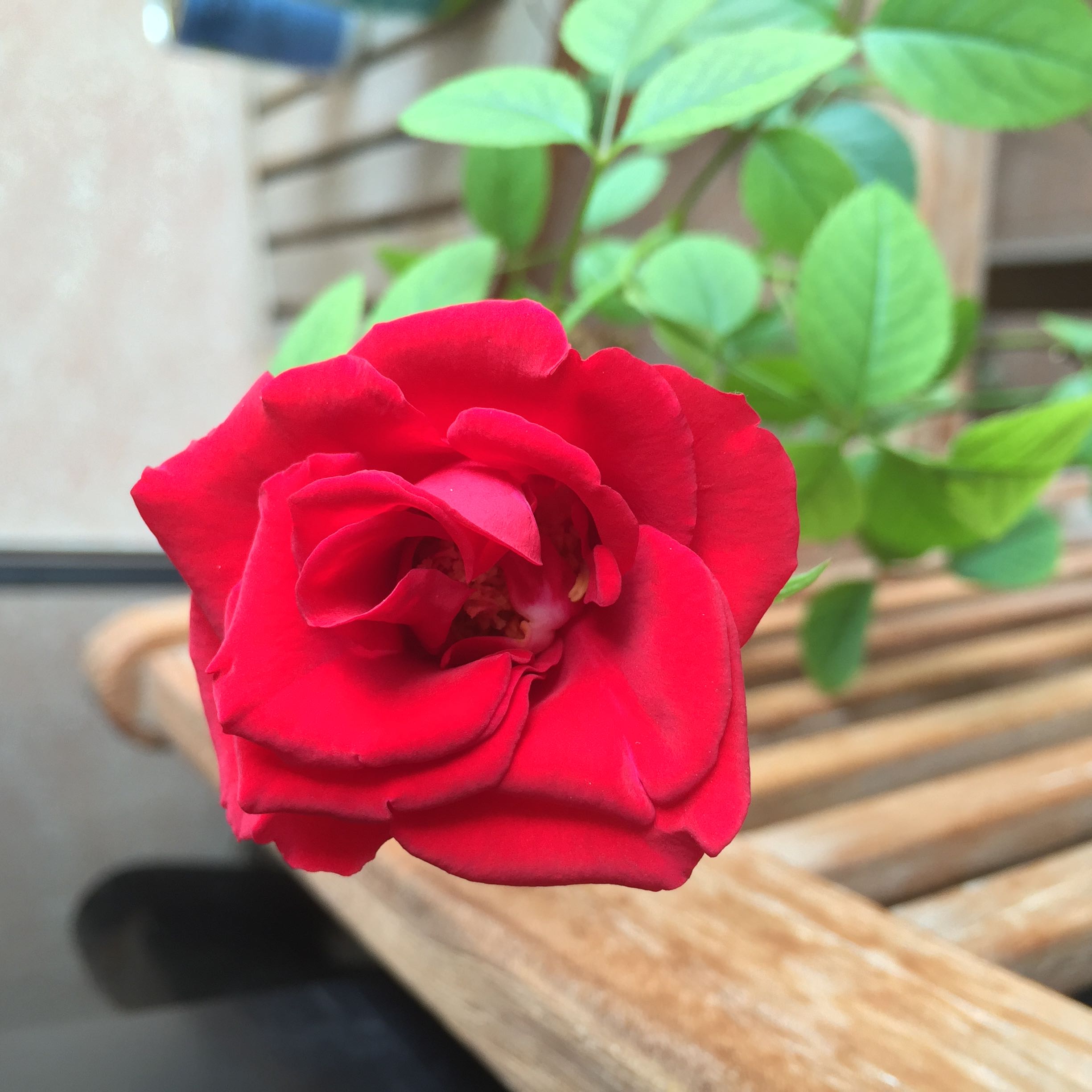 (Category: ) located in . Submitted by tohhhhhhhhh (Listing ID 1380629690, Image 1). Description: .