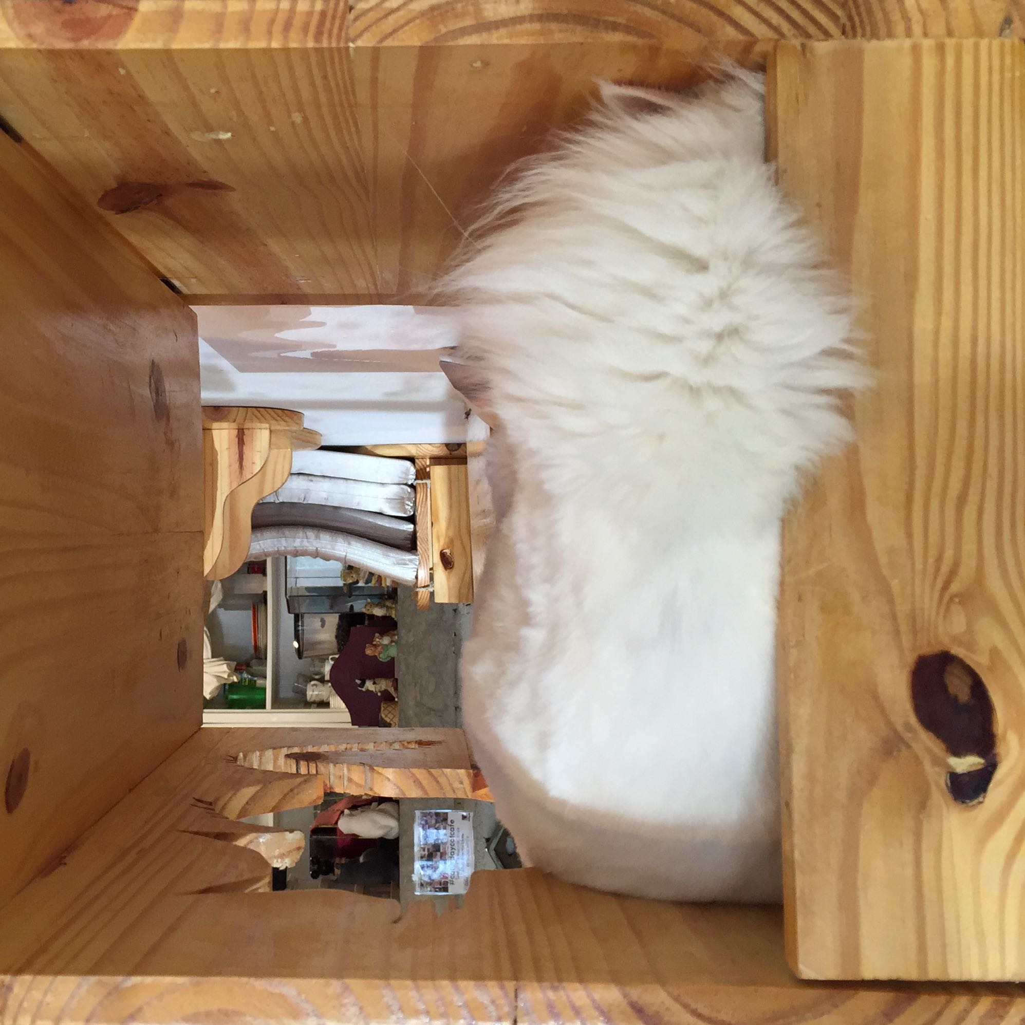 (Category: ) located in . Submitted by xariellex (Listing ID 1369542763, Image 1). Description: .
