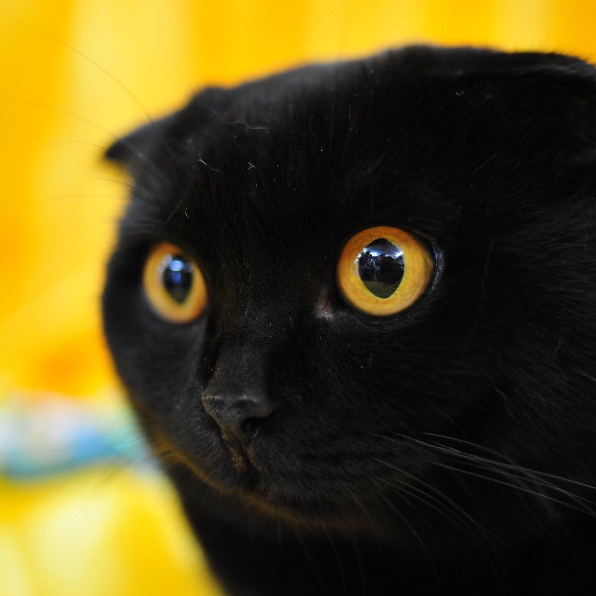 Черные вислоухие котята
