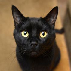 （分類：）位於 。 由 bombaycat 提交（商品編號 1228780556，圖片 1）。簡介： 。