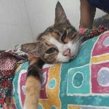 (Category: ) located in . Submitted by albios (Listing ID 1008728719, Image 1). Description: .