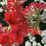 (Category: ) located in . Submitted by AggieTh (Listing ID 1377624503, Image 1). Description: .