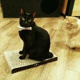 (Category: ) located in . Submitted by sgcatcafe (Listing ID 1384644619, Image 1). Description: .