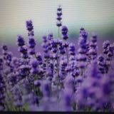 （分類：）位於 。 由 little_lavender 提交（商品編號 1373869125，圖片 1）。簡介： 。