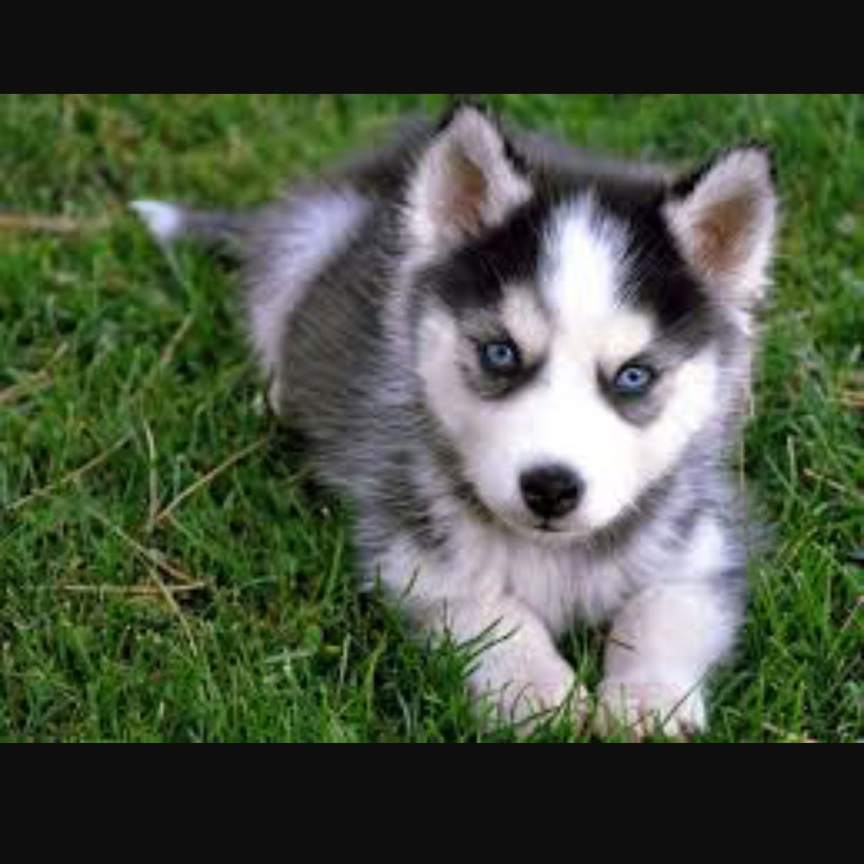 (Category: ) located in . Submitted by husky.p (Listing ID 1444679757, Image 1). Description: .