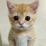 (Category: ) located in . Submitted by furrymao (Listing ID 1384315964, Image 1). Description: .