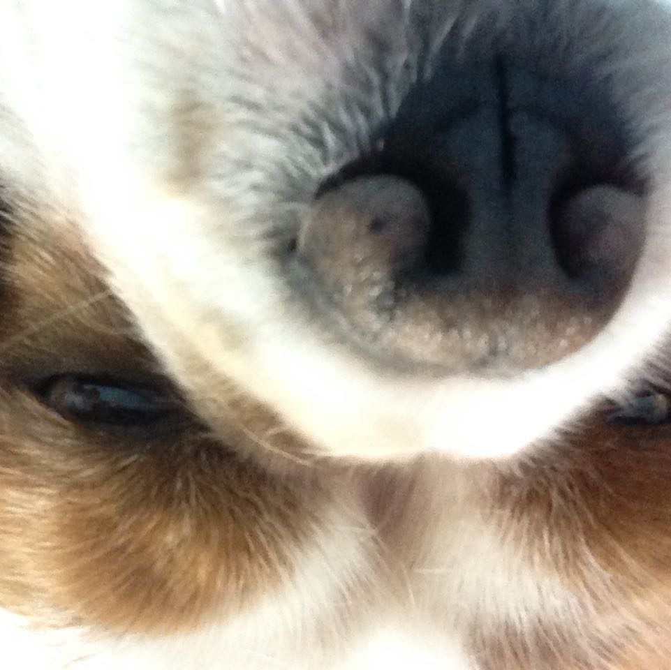 (Category: ) located in . Submitted by Growwithme (Listing ID 1380970753, Image 1). Description: .