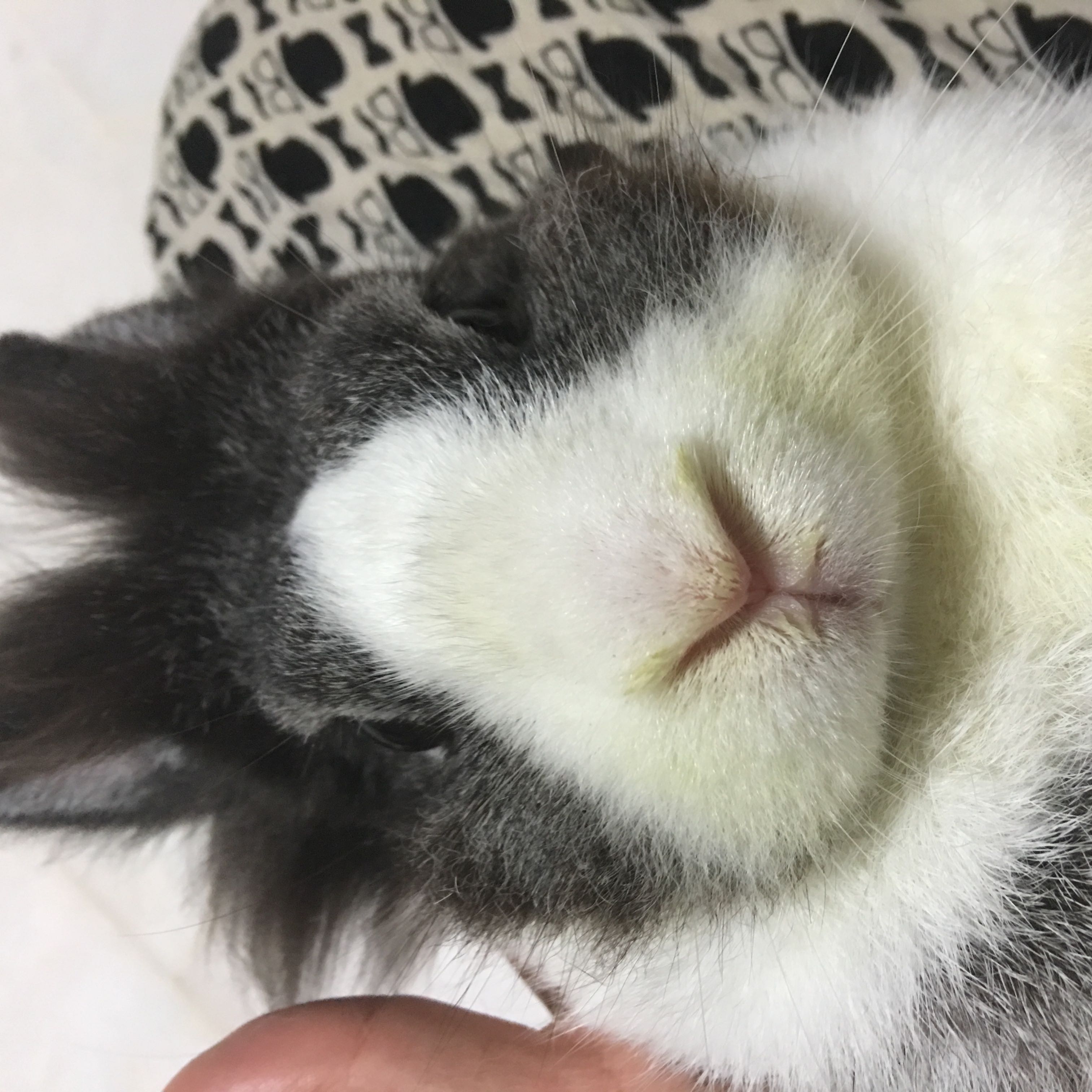 (Category: ) located in . Submitted by catstuffs (Listing ID 1380106605, Image 1). Description: .