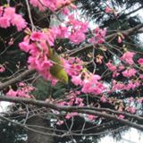 由 pc91125329 (刊登 ID 1369084305，圖片 1) 提交，位於 的 (類別：)，說明：。