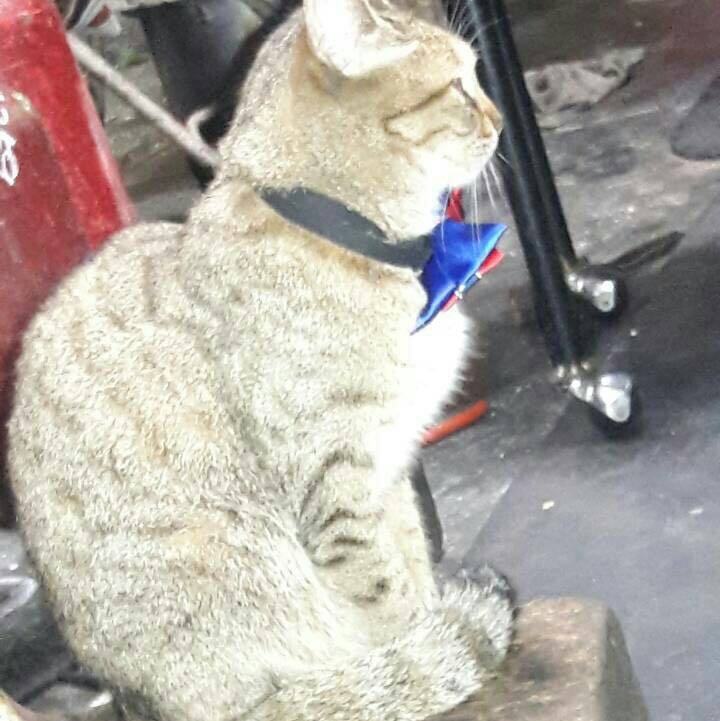 Avatar