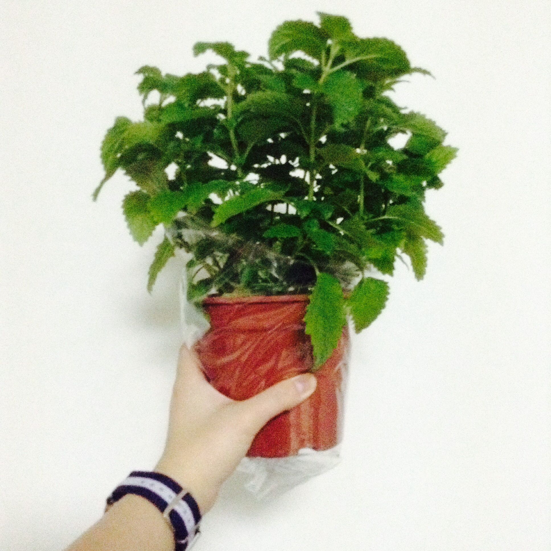 （分類：）位於 。 由 cytokinin 提交（商品編號 1369421232，圖片 1）。簡介： 。
