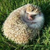 （分類：）位於 。 由 spiky_hedgehog 提交（商品編號 1285419736，圖片 1）。簡介： 。