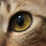 （分類：）位於 。 由 ying__y 提交（商品編號 1373799726，圖片 1）。簡介： 。
