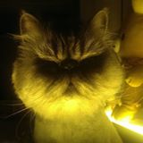 （分類：）位於 。 由 delphis 提交（商品編號 1377704274，圖片 1）。簡介： 。