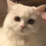 （分類：）位於 。 由 catcatlonglong 提交（商品編號 1251440776，圖片 1）。簡介： 。