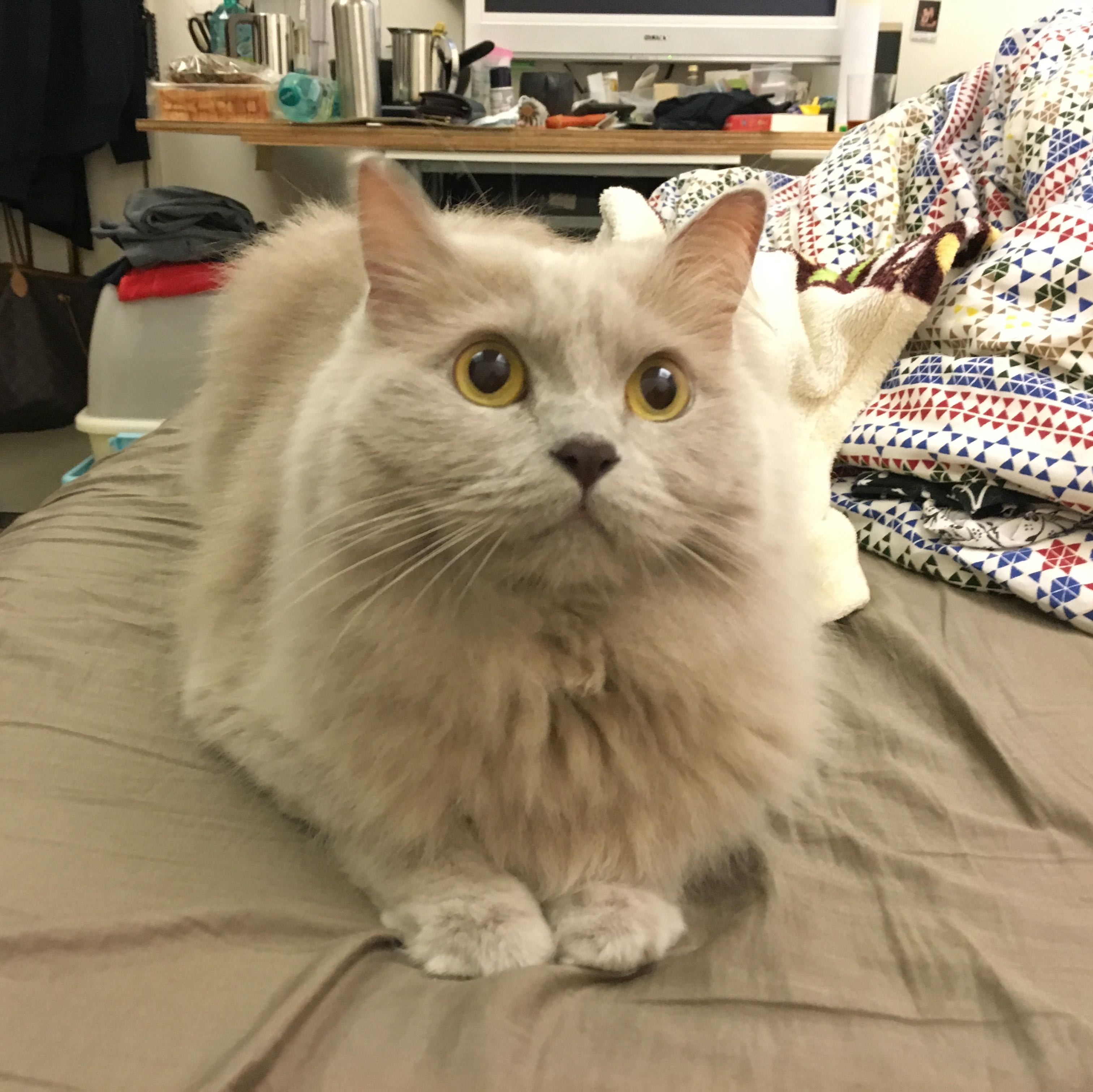 Avatar