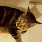 (分類:)位於 。 由 happy.riiiii 提交(商品編號 1460037443,圖片 1)。簡介: 。