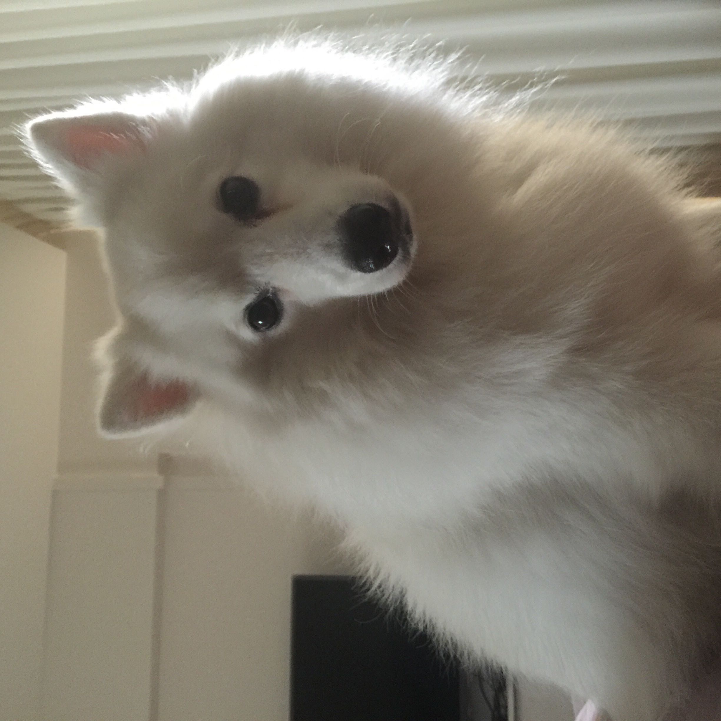 (Category: ) located in . Submitted by xie.zihui (Listing ID 1378935058, Image 1). Description: .