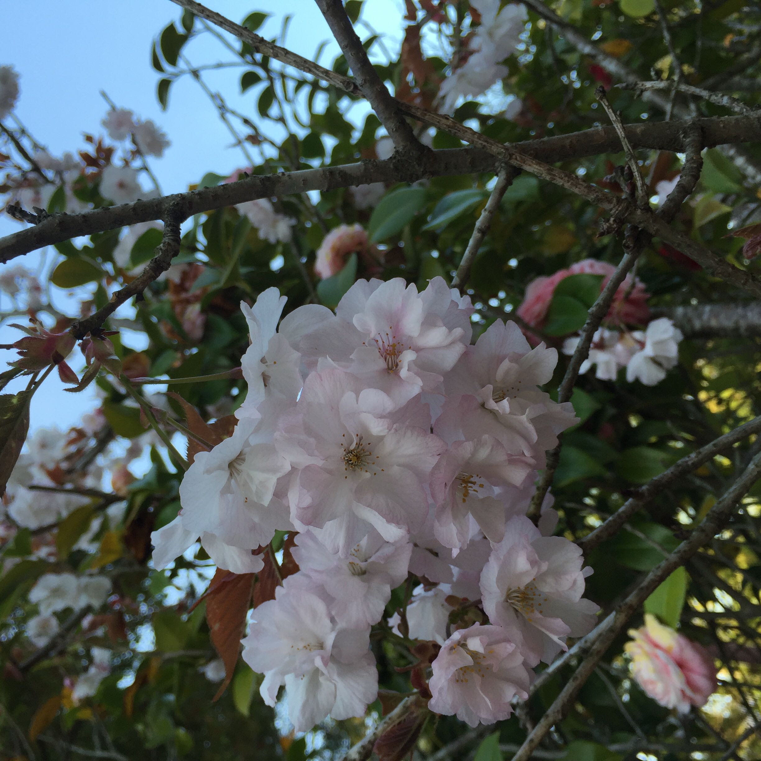 （分類：）位於 。 由 bluesakura 提交（商品編號 1328075628，圖片 1）。簡介： 。