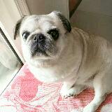 (Category: ) located in . Submitted by puggiebb (Listing ID 1380639398, Image 1). Description: .