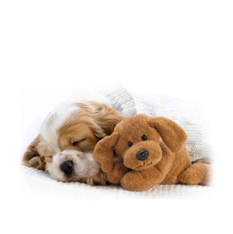 preloved american cocker spaniel